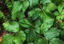 Rhus Toxicodendron Heilpflanze